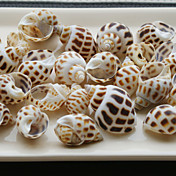 Beach Themed Screw Shells - Set of 4 Packs (80 pieces/Pack)