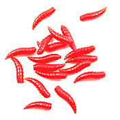 Flavorous Tenebrio Molitor appât souple (20 Pcs / Emballé)