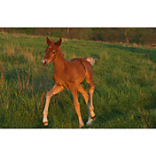 Printed Art Animal Brown Pony by Carl Rosen