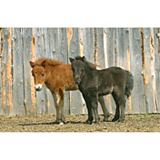 Printed Art Animal Pony I by Carl Rosen
