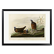 Gerahmter Kunstdruck Blauer vorangegangener Pigeon von Vintage Apple-Sammlung