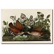 Gedruckt Leinwand Key West Dove von Vintage Apple-Sammlung mit gestreckten Rahmen