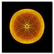 Lámina enmarcada olor naranja por Flowerphotos