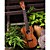  Rainie - (C50) Professional-Grade Solid Acacia Koa Concert Ukulele with Gig Bag/Tuner (Pearl Binding)