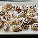 Beach Themed Screw Shells - Set of 4 Packs (80 pieces/Pack)