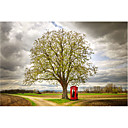 Printed Art Botanical Tree Never Alone by Philippe Sainte-Laudy