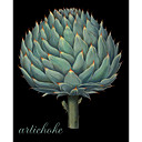 Printed Art Floral Artichoke by Mindy Sommers