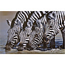 Printed Art Animal Zebra Thirsty Work by Pip McGarry